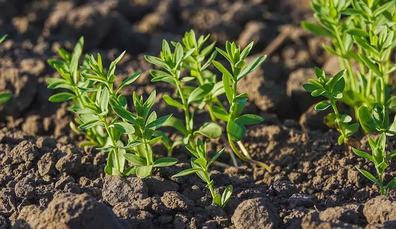 Ви зараз переглядаєте На Сумщині фермери шукають способи економії, щоб не підвищувати ціни на овочі