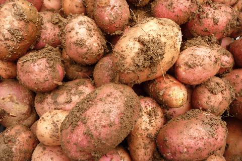 Ви зараз переглядаєте Біорозкладні плівки з Тайваню підвищують врожайність солодкої картоплі до трьох разів