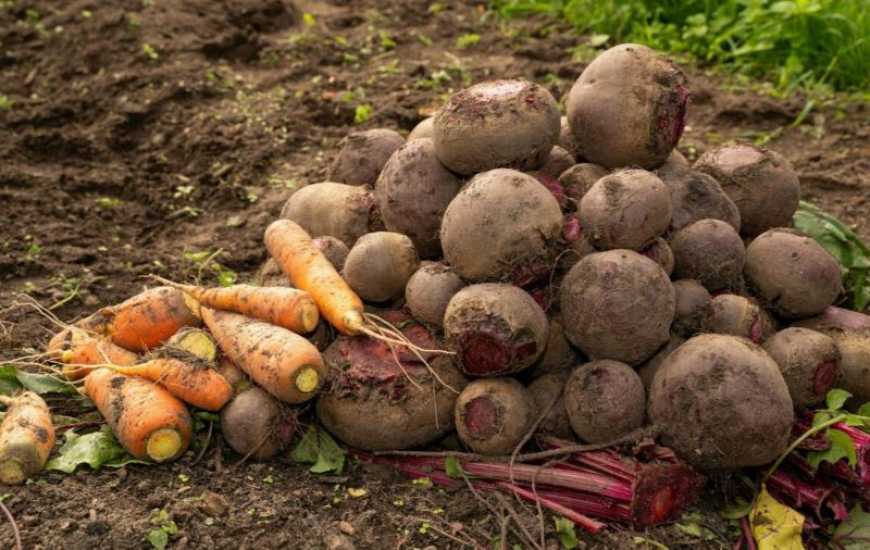 Ви зараз переглядаєте Українські аграрії скорочуватимуть посіви під овочами борщового набору – експерт