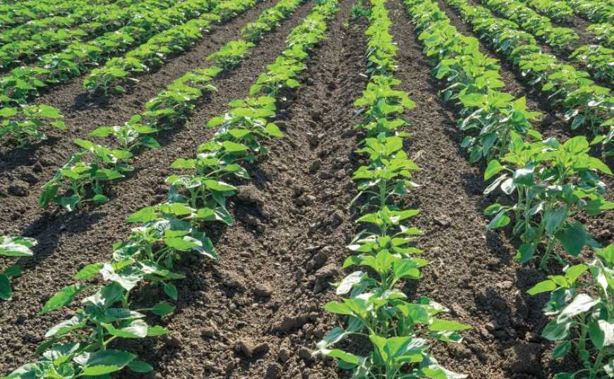 Ви зараз переглядаєте «Зелене світло» для старту пізніх ярих культур