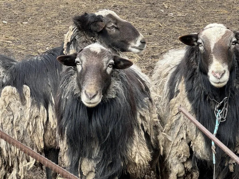 Ви зараз переглядаєте На Донеччині пенсіонер розводить баранів за 40 км від фронту