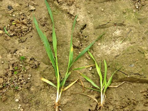 Ви зараз переглядаєте Зменшення сіркових викидів: виклики для аграріїв у забезпеченні пшениці сіркою