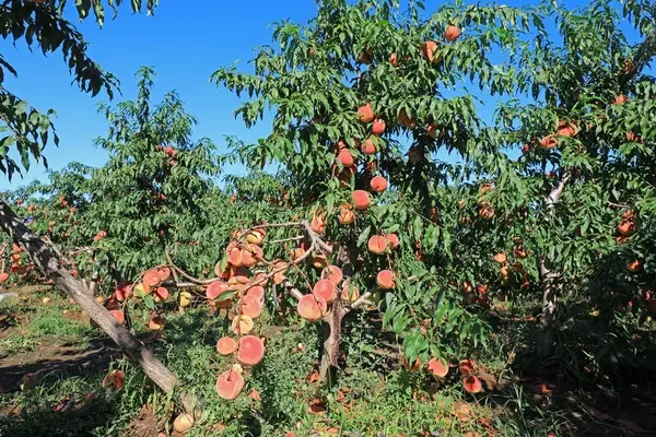 Як правильно удобрювати фруктові дерева2