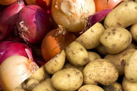 Ви зараз переглядаєте Австралія запускає освітню програму з виробництва картоплі та цибулі