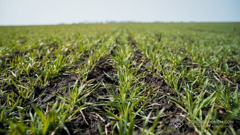 Ви зараз переглядаєте Аграріям нагадали, в які фази розвитку озимих культур застосовуються гербіцидні обробки навесні