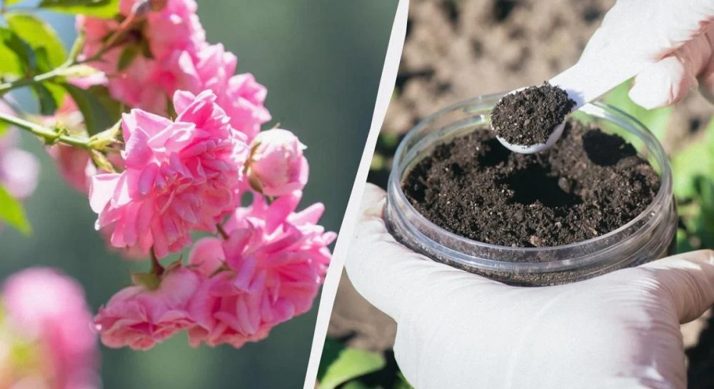 Ви зараз переглядаєте Як врятувати троянди після зими