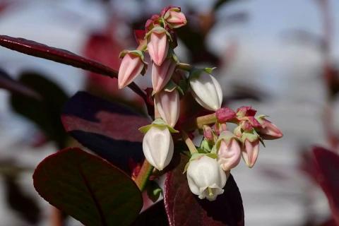 Ви зараз переглядаєте Дослідження анатомії квітів чорниці визначає ключові фенологічні стадії для покращення селекційних програм