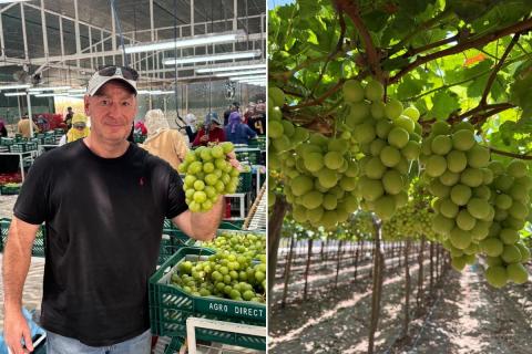 Ви зараз переглядаєте Попит на зелені безнасінні виногради перевищує червоні у співвідношенні 3:1