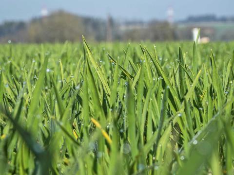 Ви зараз переглядаєте Стратегія економії фунгіцидів у пшениці: коли це працює для фермерів