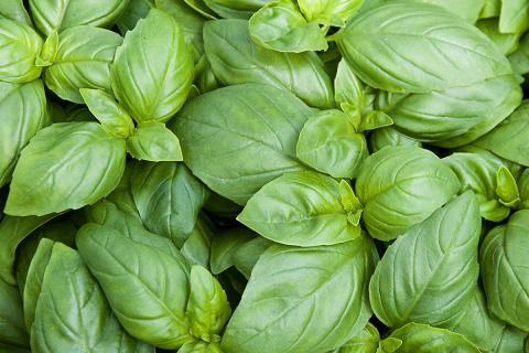 Ви зараз переглядаєте Вплив рідкого добрива на базилік у теплиці: результати дослідження