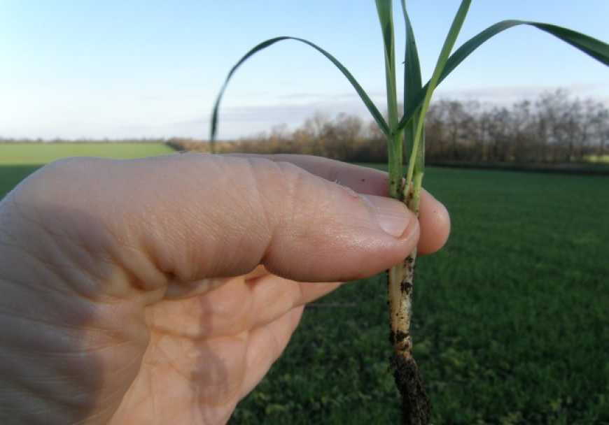 Ви зараз переглядаєте На Полтавщині фіксують підтоплення озимих культур
