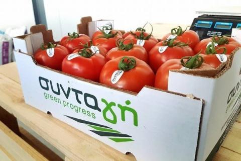 Ви зараз переглядаєте Грецькі гідропонні помідори: інвестиції в якість та спеціалізацію