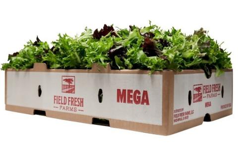 Ви зараз переглядаєте Перехід вирощування листяних овочів до північних регіонів: досвід Field Fresh Farms