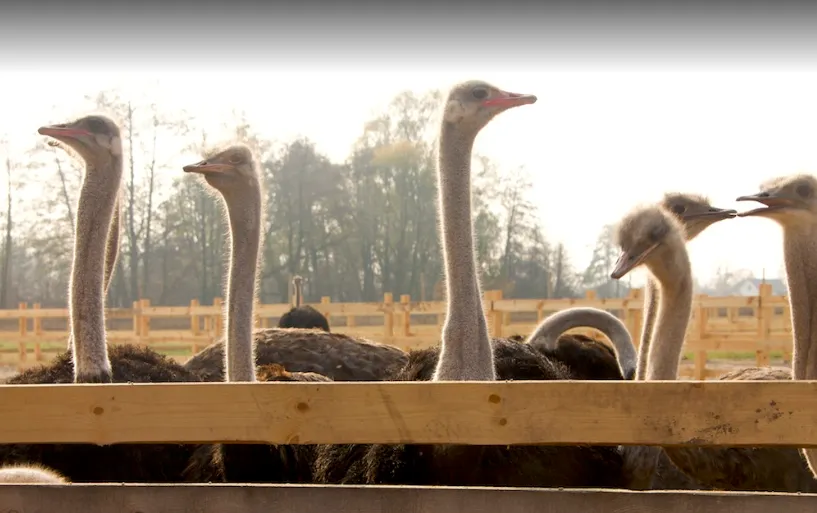 Ви зараз переглядаєте На Прикарпатті колишній військовий відкрив екзотичну ферму з вирощування страусів