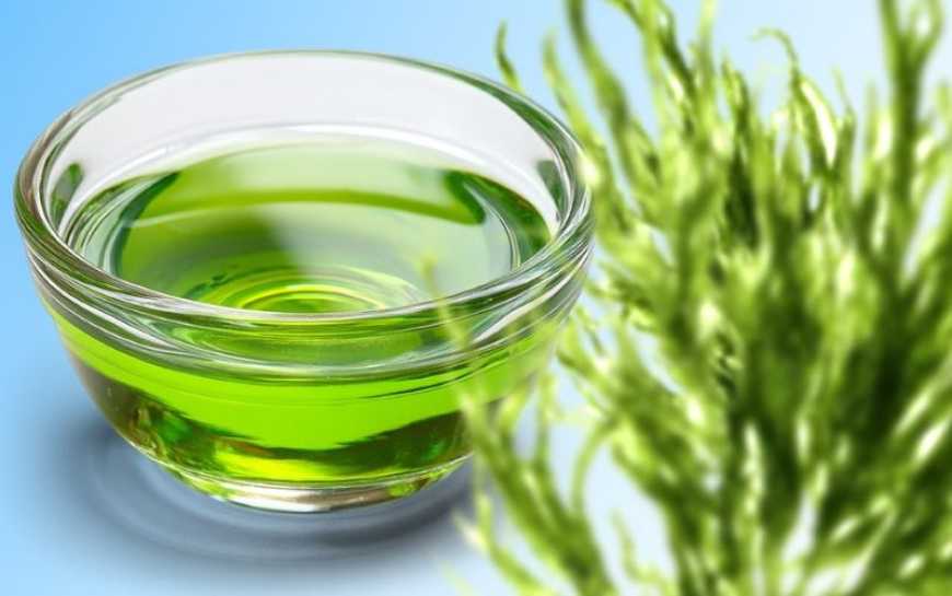 Ви зараз переглядаєте Олія з водоростей: до 2030 року світове виробництво може зрости на 80%