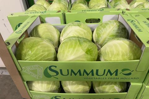 Ви зараз переглядаєте Перевиробництво капусти в Європі тисне на ціни