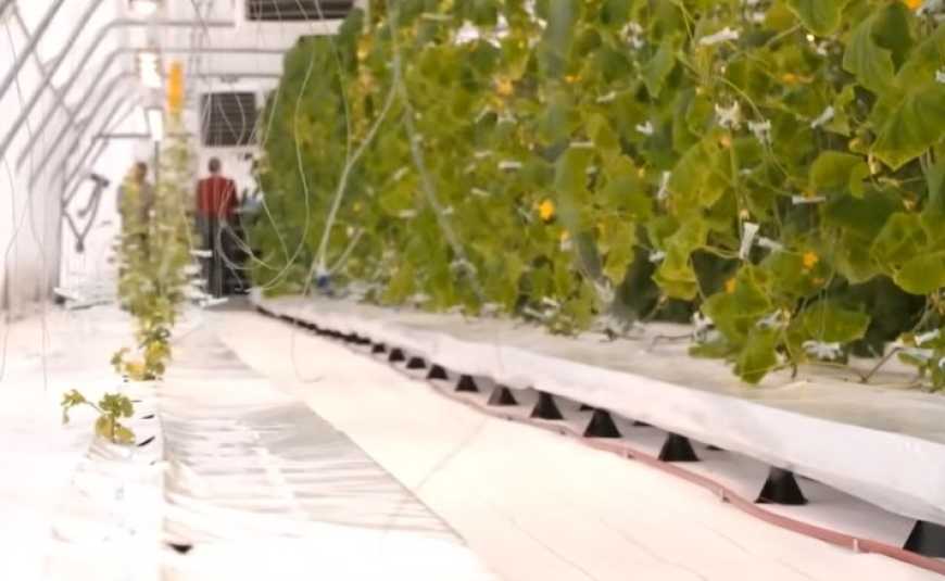 Ви зараз переглядаєте На Київщині випробують японську технологію вирощування овочів без використання ґрунту