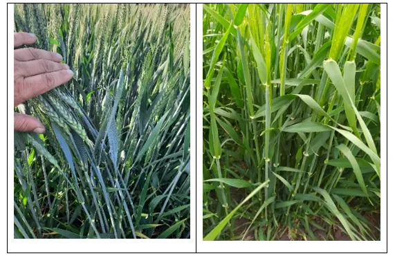 Комплексний контроль хвороб і шкідників зернових упродовж вегетації8