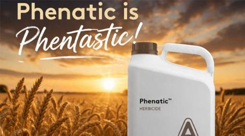 Ви зараз переглядаєте ADAMA запускає гербіцид Phenatic™ для покращення контролю бур’янів у зернових культурах