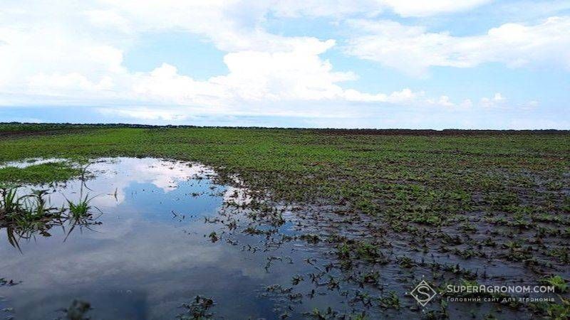 Ви зараз переглядаєте Через холодну зиму та весняне підтоплення на Миколаївщині буде втрачено до 10% посівів озимих