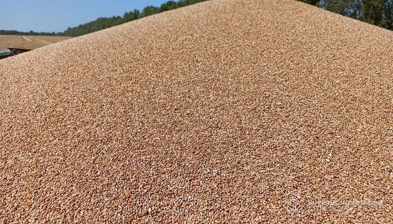 Ви зараз переглядаєте Ціни на продовольчу пшеницю врожаю 2026 на рівні 220–222$/т