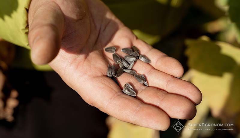 Ви зараз переглядаєте Ціни на соняшник та сою знову ростуть через попит на рослинні олії