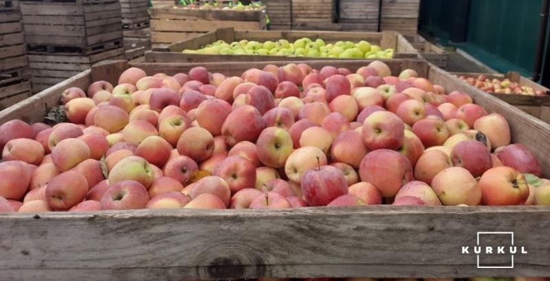 Ціни на сортові яблука подолали рубіж у 70 грн/кг Ціни на сортові яблука подолали рубіж у 70 грн/кг