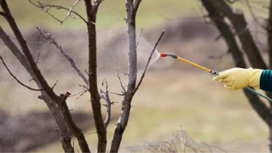 Ви зараз переглядаєте Перше оброблення саду навесні: чим кропити від шкідників і хвороб