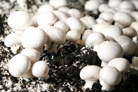 Ви зараз переглядаєте Одіша забезпечує 11% виробництва грибів в Індії