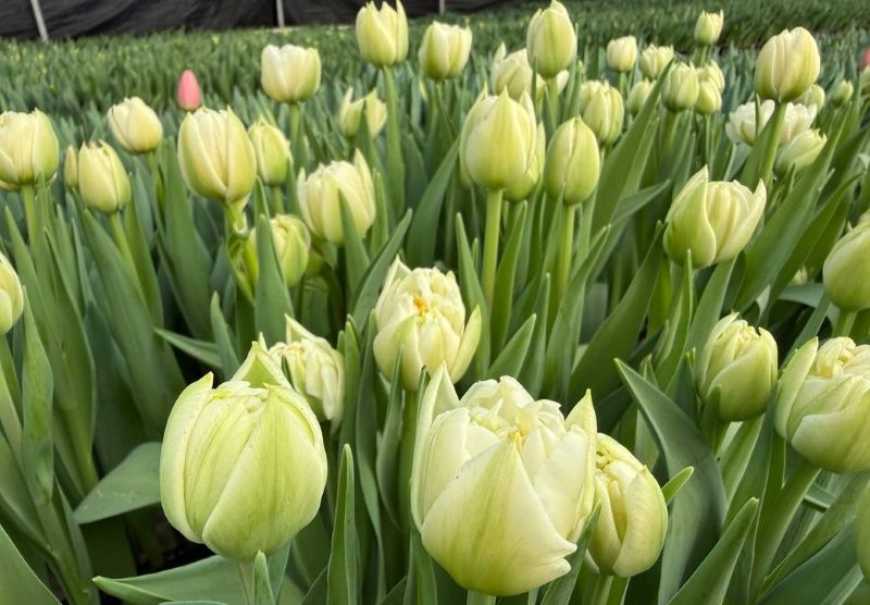Ви зараз переглядаєте На Черкащині родина вирощує близько п’ятдесяти сортів тюльпанів