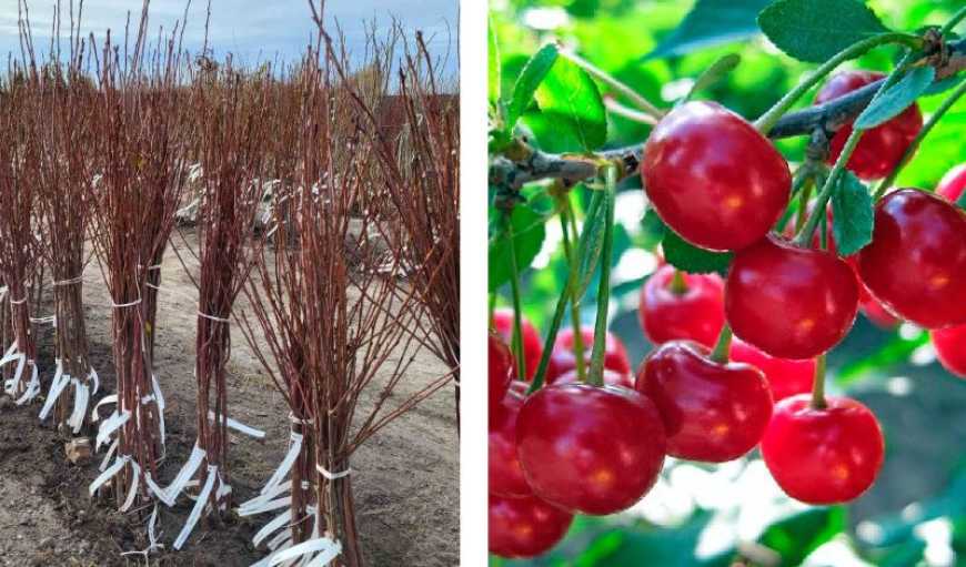 Ви зараз переглядаєте Україна експортуватиме саджанці вишні на ринок ЄС