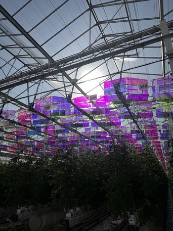 Технологія Voltiris для теплиць