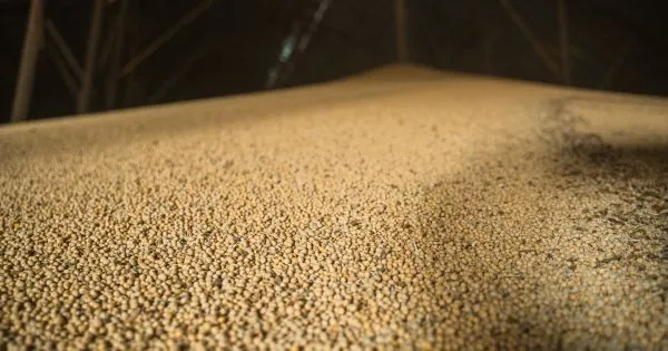 Ви зараз переглядаєте В Україні зростає переробка сої попри скорочення врожаю