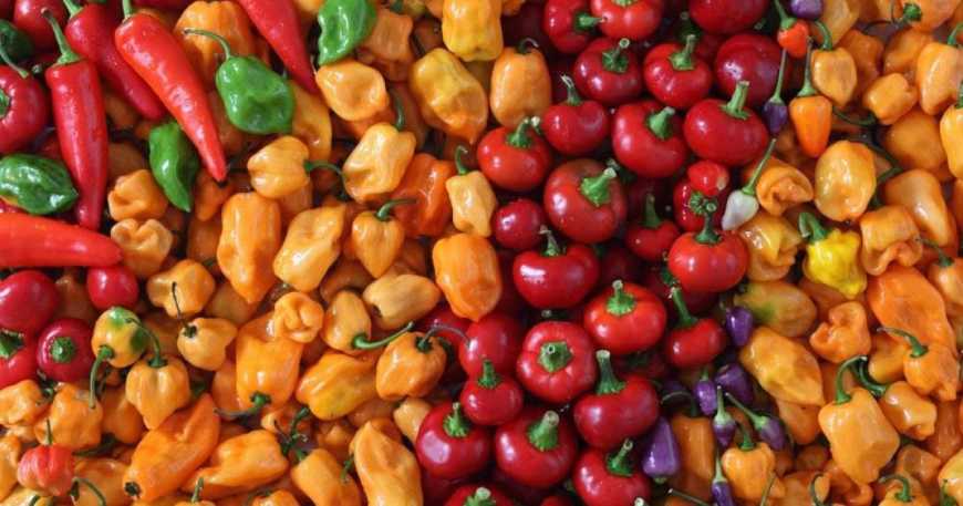 Ви зараз переглядаєте Топ 5 сортів перцю для сезону 2026