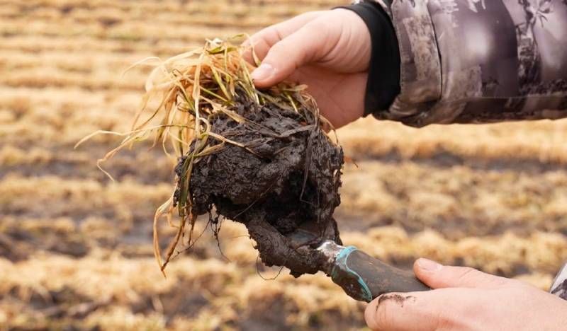 Ви зараз переглядаєте До 30% посівів озимих культур на Кіровоградщині можуть вийти із зими в незадовільному стані