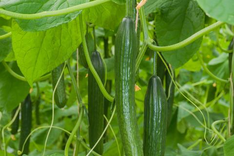 Ви зараз переглядаєте Виробництво огірків у теплицях України адаптується до енергетичних викликів