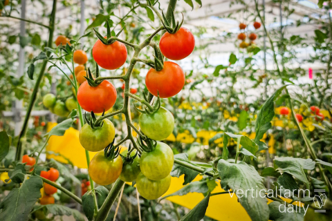Ви зараз переглядаєте Вплив вертикального LED-підсвічування на врожайність та якість зимових томатів