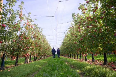 Ви зараз переглядаєте Pink Lady: рушійна сила у секторі яблук