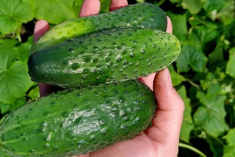 Ви зараз переглядаєте Ціни на огірки в українських теплицях зростають через високі витрати на зимове виробництво