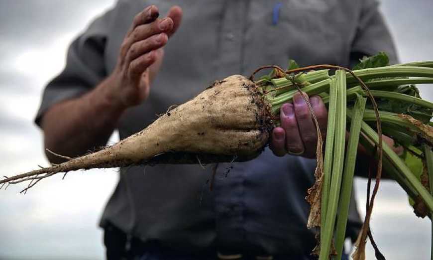 Ви зараз переглядаєте Площі під цукровими буряками поточного сезону в Україні скоротяться до 170 тис. га