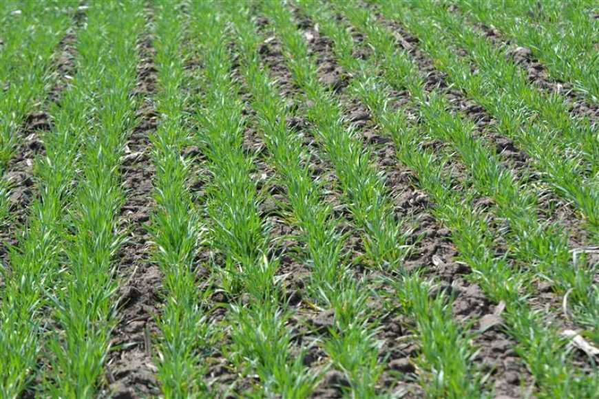 Ви зараз переглядаєте Збалансований весняний захист озимих допомагає зберегти рослини протягом вегетації