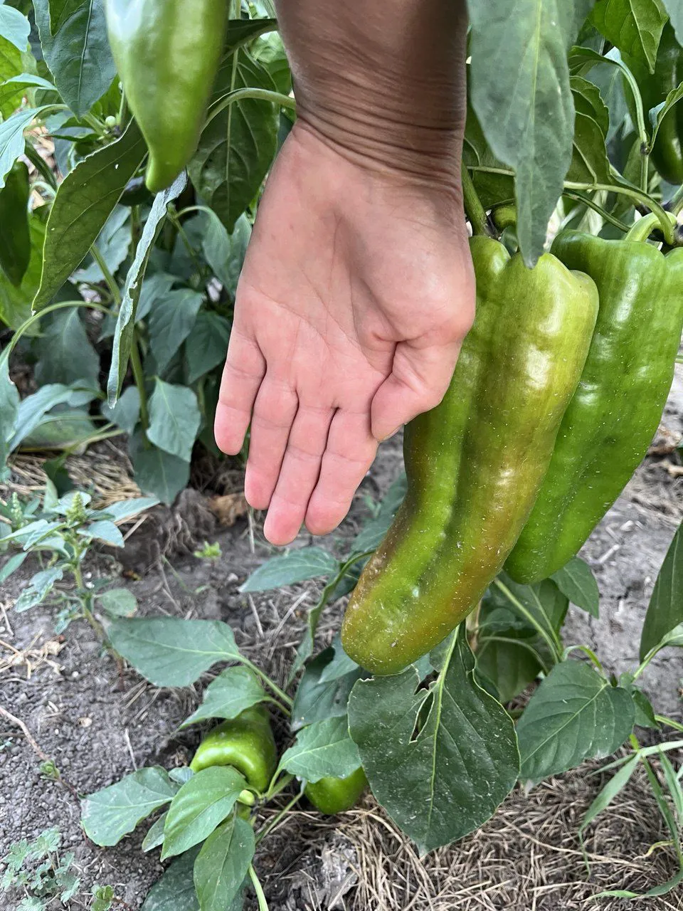 3 цінні поради, які навчать вирощувати перець без складнощів1