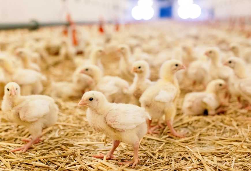 Ви зараз переглядаєте Стару ферму на Волині хочуть перетворити на птахофабрику