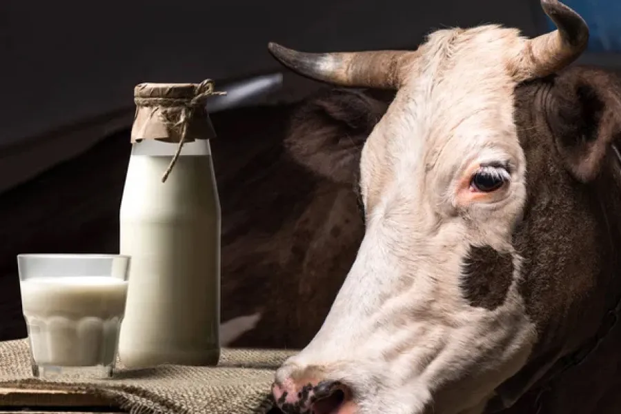 Ви зараз переглядаєте Прогнозують можливе подорожчання молочних продуктів