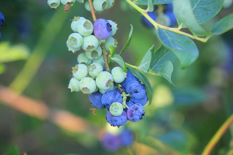 Ви зараз переглядаєте Розширення площі вирощування чорниці в Зімбабве до 550 гектарів