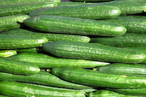 Ви зараз переглядаєте Виробництво огірків у Фінляндії досягає рекордних рівнів