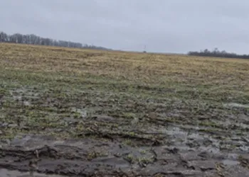 Ви зараз переглядаєте Загибель озимих фіксують в окремих господарствах Дніпропетровщини