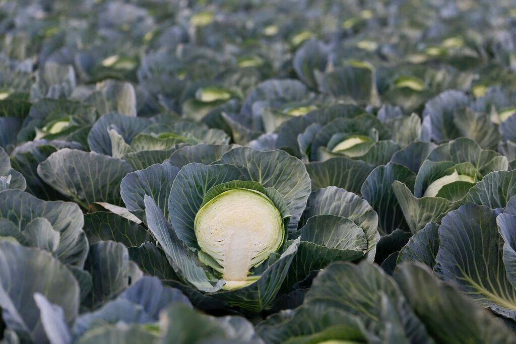 Фахівець назвав перспективні гібриди капусти для різних потреб1