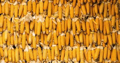Кукурудза під загрозою через кризу з сечовиною