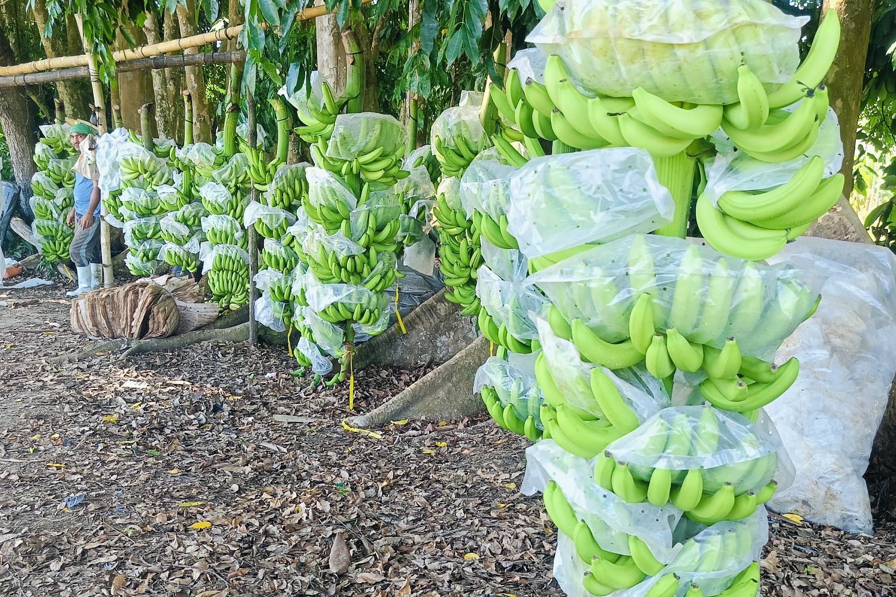 Система вирощування бананів